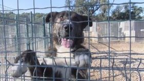 Més de mig miler de gossos han sigut abandonats aquest 2019 al Baix Empordà
