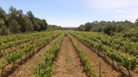 Més d'un centenar de vins DO Empordà assoleixen l'excel·lent a la Guía Peñín