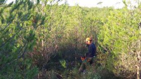 Millora forestal i noves franges de protecció al Montgrí