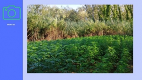 Els Mossos localitzen una plantació de marihuana a Foixà i detenen 3 persones