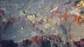 Natura Sterna denuncia l'espoli d'un dels últims exemplars de corall vermell de Sant Feliu