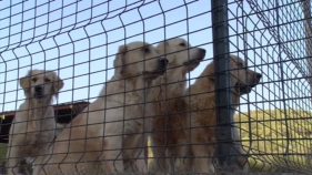 Neix a Regencós l'Associació Munay per crear cultura animal