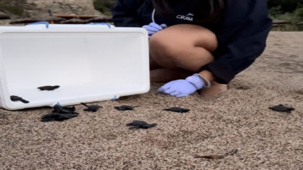 Neixen a Begur les primeres tortugues careta de la Costa Brava