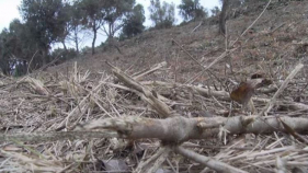 Obertura de franges perimetrals a Begur per tal de prevenir incendis