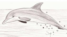 Palamós organitza un curs d'albirament de cetacis de la Costa Brava