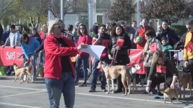 Platja d'Aro celebra la quarta Desfilada Canina