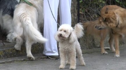 Platja d'Aro destina 3.000 euros a subvencionar la identificació d'animals de companyia