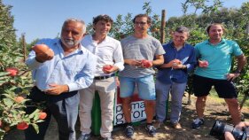 Poma de Girona preveu recol·lectar 88.500 tones de pomes