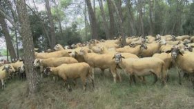 PREVENCIÓ D'INCENDIS AMB 'RAMATS DE FOC'