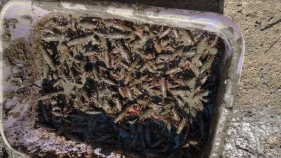 Prop de 3.500 exemplars de cranc roig retirats a les basses de Santa Cristina d'Aro