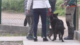 Pugen les adopcions de mascotes per Nadal, però també ho fan els abandonaments