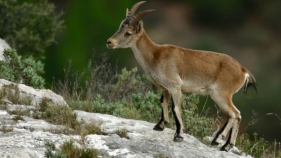 Realitzen un cens de cabres al Montgrí