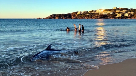 Rescaten dos dofins varats a la platja de Sant Feliu de Guíxols