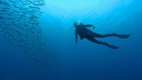 Impulsen rutes d'immersions subaquàtiques ecoguiades