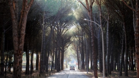 Sanejament vegetal de la pineda del Suro de la Creu de Santa Cristina d’Aro