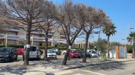 Sant Feliu de Guíxols estudia com subsituirà els arbres enverinats