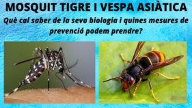Santa Cristina ofereix una xerrada sobre mosquit tigre i vespa asiàtica