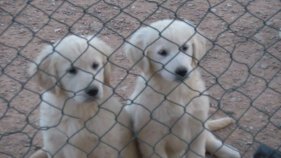 Seminari sobre com educar i conviure millor amb el gos a la Guarderia Canina Elena