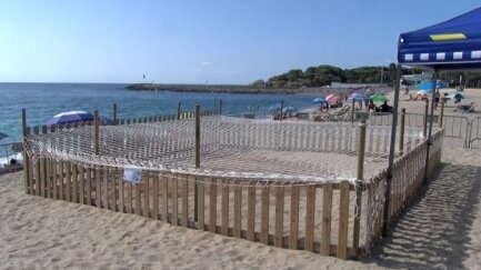 Sorpresa a Platja d’Aro, una tortuga marina Caretta caretta tria la platja per fer-hi niu