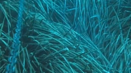 SOS CB denuncia un retrocés en la protecció de la posidònia amb la nova cartografia FANCAT