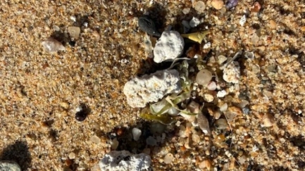 SOS Costa Brava denuncia els episodis de contaminació de Castell-Cap Roig