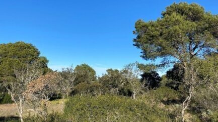 SOS Costa Brava s’oposa a la construcció de 24 habitatges a la Font de la Salut de Begur