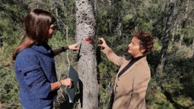 Torroella col·labora en un projecte europeu per millorar la biodiversitat forestal