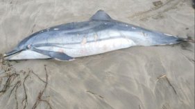 Troben un dofí mort a L'Estartit