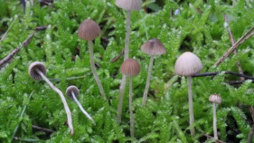 Troben un fong únic al món al Parc Natural del Montgrí