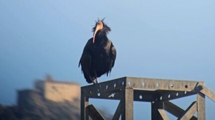 Un ibis ermità sobrevola l’Empordà en la seva primera migració natural