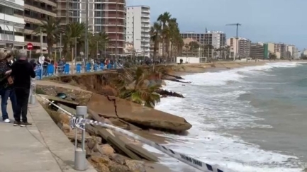 Un nou temporal fa caure diverses palmeres de Torre Valentina