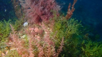 Una alga invasora s'estén per les Illes Medes