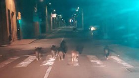 Una família de senglars es passeja per Sant Feliu de Guíxols