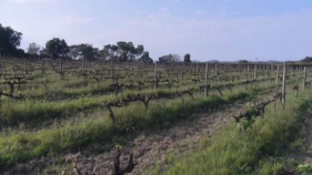 una tercera part de les vinyes de la DO Empordà tenen una antiguitat de 30 anys