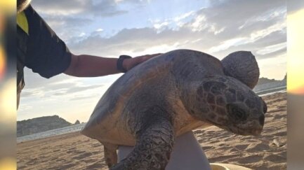 Una tortuga careta pon 105 ous a la platja dels Griells de l'Estartit