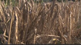 Unió de Pagesos de les comarques de Girona preoupat per l'encariment dels cereals