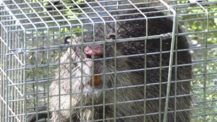 Unió de Pagesos exigeix que es reprenguin les mesures de control del coipú