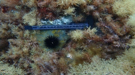 Volen monitorar els anells que fan les garoines al menjar per detectar ecosistemes en risc