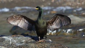 Xifres rècord de població de corb marí emplomallat al Parc Natural del Cap de Creus
