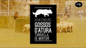 XXVII Concurs de gossos d'atura de Torroella de Montgrí