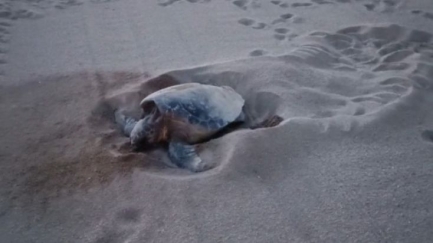 ​La Fundació CRAM ha atès 27 animals marins al Baix Empordà durant els darrers quatre anys