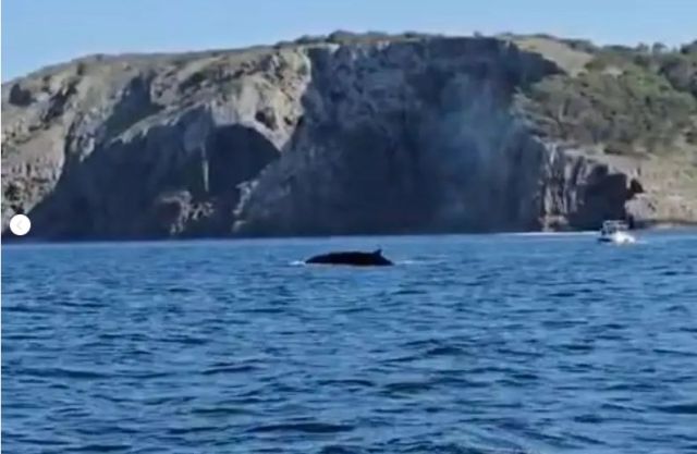 Albiren tres exemplars de balena rorqual des d'una barca a la costa del Montgrí