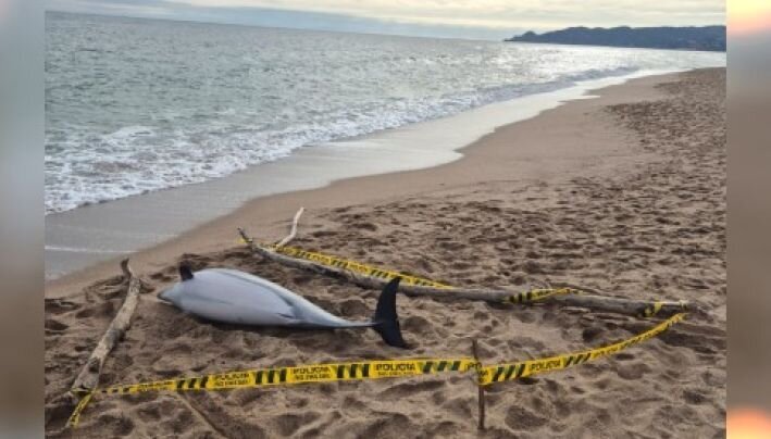 Apareix un dofí mort a la platja de la Gola de l'Estartit