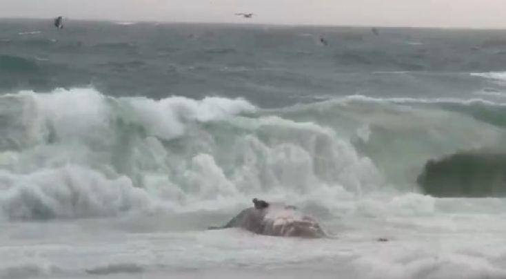 Apareix una cria de catxalot morta a la Platja Gran de Platja d'Aro