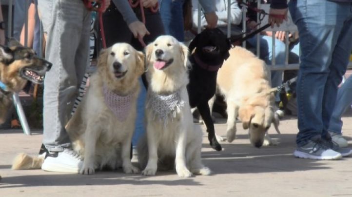 Centenars de gossos omplen Platja d’Aro en la Vuitena Desfilada Canina