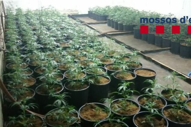 Desmantellen un cultiu de 574 plantes de marihuana en una casa de Santa Cristina d'Aro