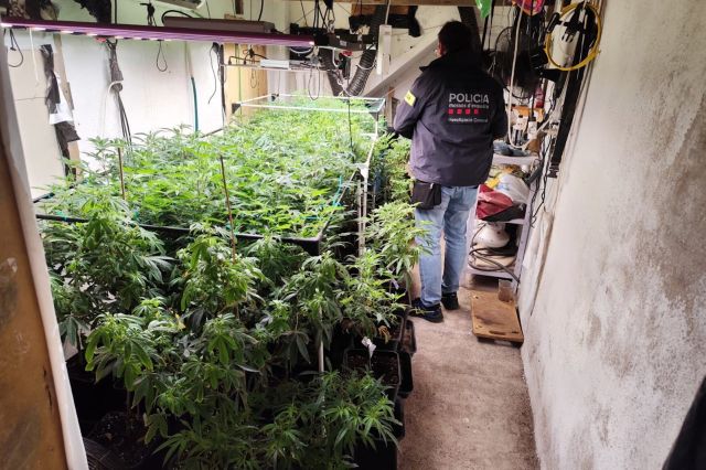 Detenen dues persones a la Bisbal d'Empordà amb 182 plantes de marihuana en un pis