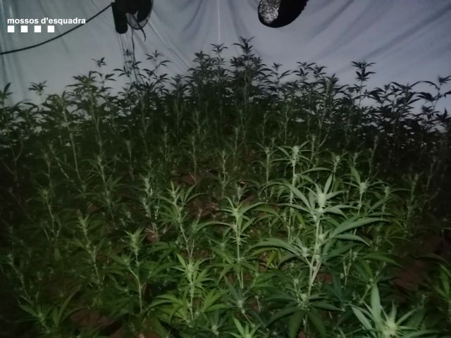 Detenen un home per cultivar 2.663 plantes de marihuana a Santa Cristina d'Aro