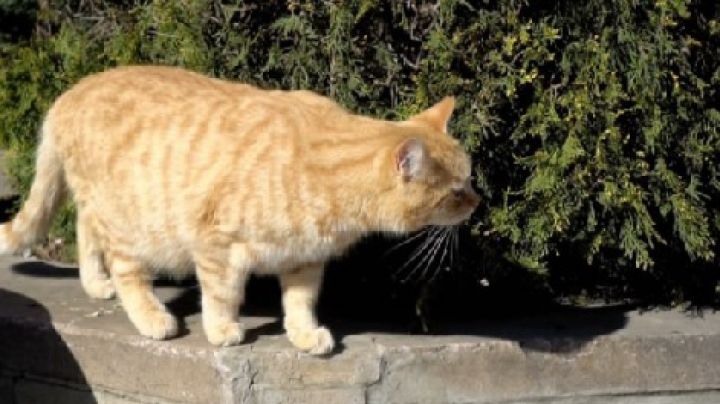 El 73% dels gats de carrer de Sant Feliu de Guíxols estan esterilitzats