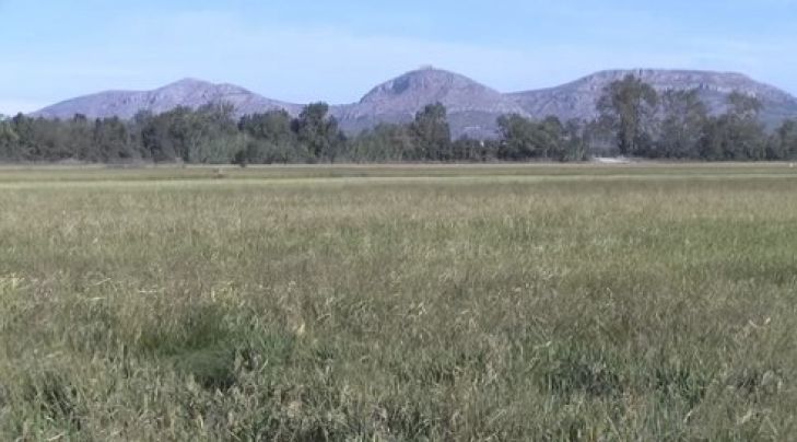El Baix Empordà rebrà prop de 43.000 euros en ajuts als cultius d’arròs
